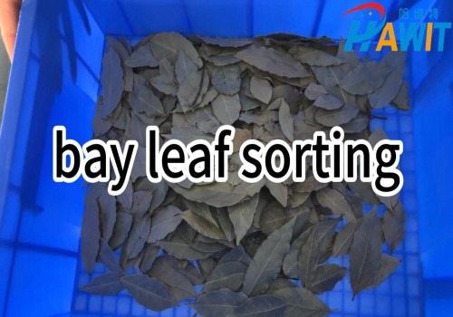 Belt Color Sorter---3 Lenses: Bay Leaf Sorting