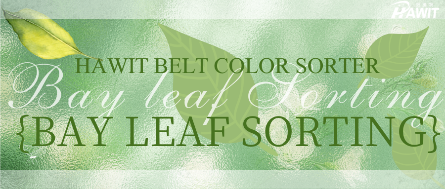 No Leaf Breakage, No Missed Selections – HAWIT Belt Color Sorter: The Stable and Accurate Choice for Bay Leaf Sorting