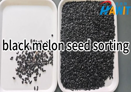 Clasificador de colores mediante aprendizaje profundo con IA: semilla de melón negro