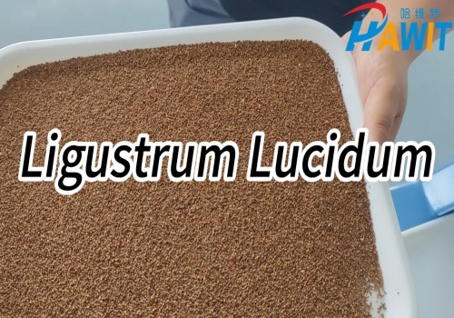 Clasificador de colores mediante IA de aprendizaje profundo: Clasificación de hierbas con IA --- Ligustrum Lucidum
