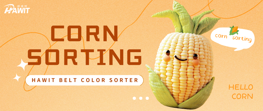 HAWIT Belt Color Sorter | Corn Sorting – Round Ones Go to Storage, Square Ones Get Cleared Away