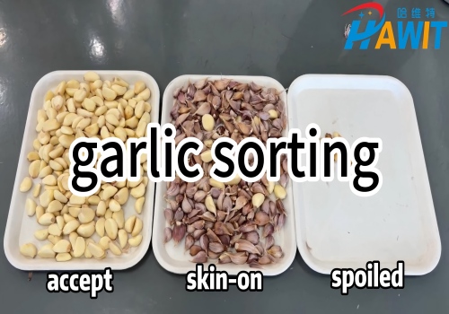 Belt Color Sorter: garlic sorting
